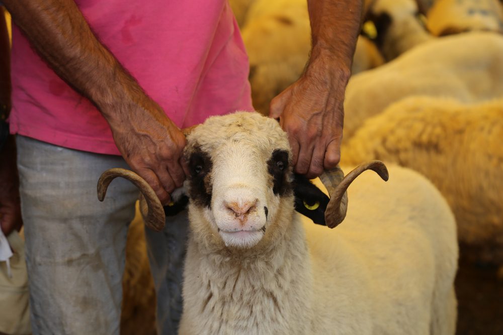 ارتفاع كبير في أسعار أضحية العيد في المغرب